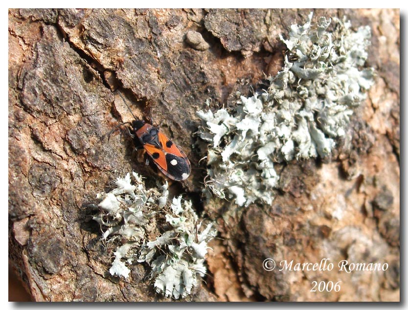 Dobbiamo stare vicini vicini (ovvero: inverno in compagnia)